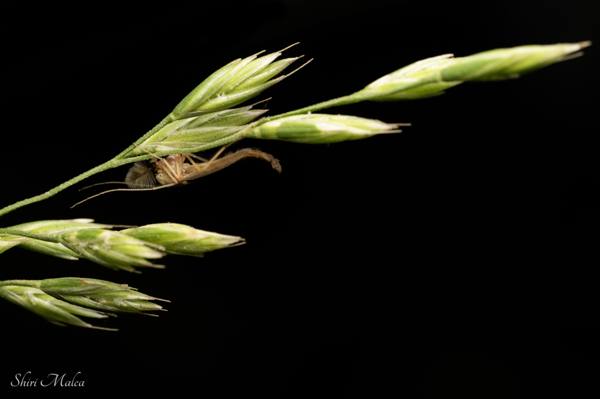 בין העשבים Among the Grasses