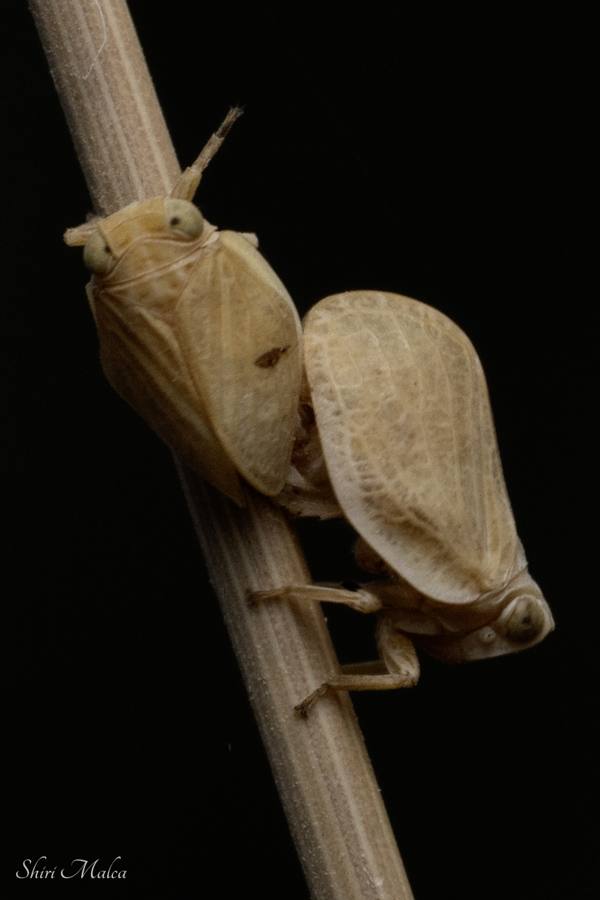 על קצה הגבעול At the Edge of the Stem