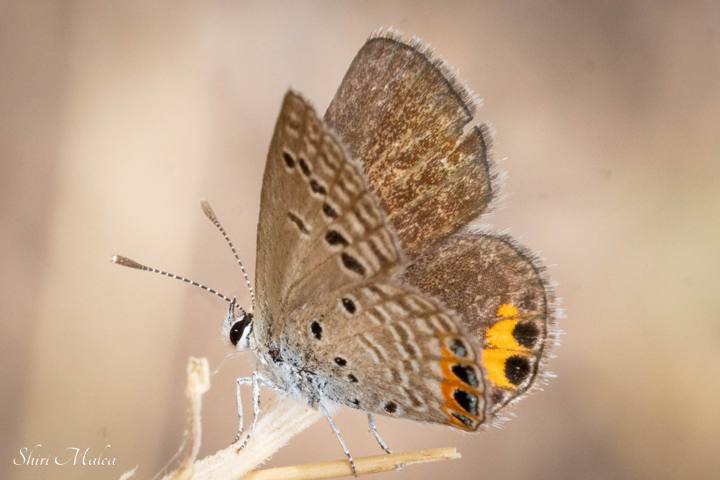 לחישה בכנף A Whisper on a Wing