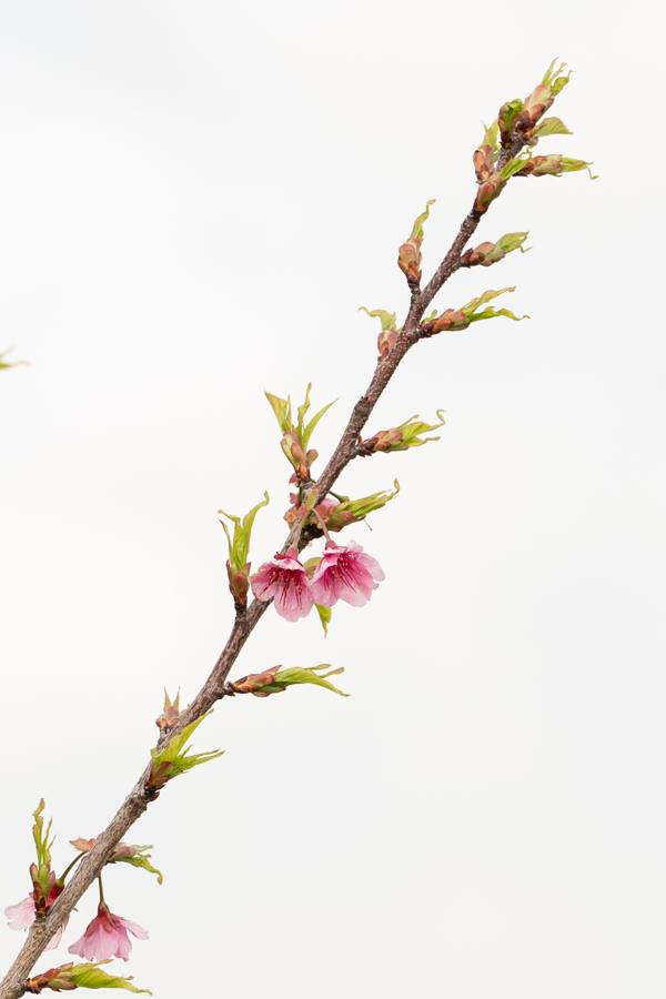 רישום של אביב A Sketch of Spring